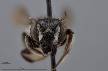 Media type: image;   Entomology 16202 Aspect: head frontal view